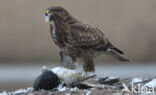 Common Buzzard (Buteo buteo)