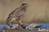 Common Buzzard (Buteo buteo)