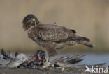 Common Buzzard (Buteo buteo)