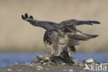 Common Buzzard (Buteo buteo)