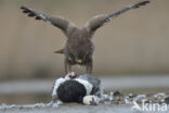 Common Buzzard (Buteo buteo)