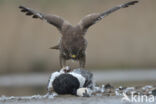 Buizerd (Buteo buteo)