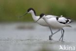 Pied Avocet (Recurvirostra avosetta)