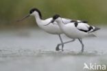 Pied Avocet (Recurvirostra avosetta)