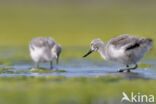 Pied Avocet (Recurvirostra avosetta)