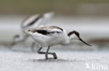 Pied Avocet (Recurvirostra avosetta)