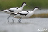 Pied Avocet (Recurvirostra avosetta)