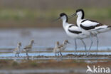 Pied Avocet (Recurvirostra avosetta)