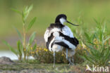 Pied Avocet (Recurvirostra avosetta)