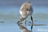 Pied Avocet (Recurvirostra avosetta)