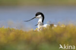 Pied Avocet (Recurvirostra avosetta)