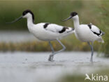 Pied Avocet (Recurvirostra avosetta)