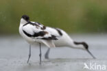 Pied Avocet (Recurvirostra avosetta)