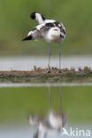 Pied Avocet (Recurvirostra avosetta)