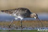 Eurasian Curlew (Numenius arquata)