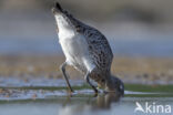 Eurasian Curlew (Numenius arquata)