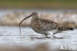 Eurasian Curlew (Numenius arquata)