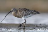 Eurasian Curlew (Numenius arquata)