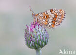 Heath Fritillary (Melitaea athalia)