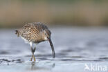 Eurasian Curlew (Numenius arquata)