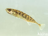 Ninespine Stickleback (Pungitius pungitius)