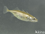 Three-spined stickleback (Gasterosteus aculeatus aculeatus)