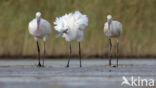 Eurasian Spoonbill (Platalea leucorodia)