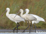 Eurasian Spoonbill (Platalea leucorodia)