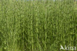 Marsh Horsetail (Equisetum palustre)