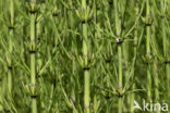 Marsh Horsetail (Equisetum palustre)