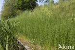 Marsh Horsetail (Equisetum palustre)