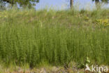 Marsh Horsetail (Equisetum palustre)