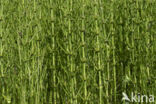 Marsh Horsetail (Equisetum palustre)