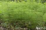 Wood Horsetail (Equisetum sylvaticum)