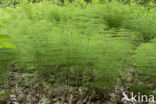 Wood Horsetail (Equisetum sylvaticum)