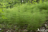 Wood Horsetail (Equisetum sylvaticum)