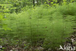 Bospaardenstaart (Equisetum sylvaticum)