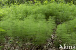 Bospaardenstaart (Equisetum sylvaticum)