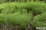 Wood Horsetail (Equisetum sylvaticum)