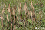 Heermoes (Equisetum arvense)