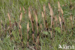 Heermoes (Equisetum arvense)