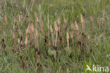 Heermoes (Equisetum arvense)