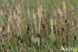 Heermoes (Equisetum arvense)