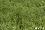 Field Horsetail (Equisetum arvense)