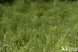 Field Horsetail (Equisetum arvense)