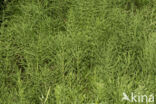 Field Horsetail (Equisetum arvense)