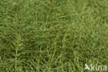 Field Horsetail (Equisetum arvense)