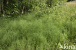 Field Horsetail (Equisetum arvense)