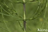 Heermoes (Equisetum arvense)