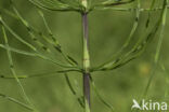 Field Horsetail (Equisetum arvense)